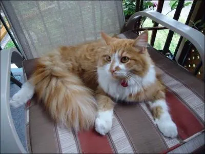 Qui aime les chats ?