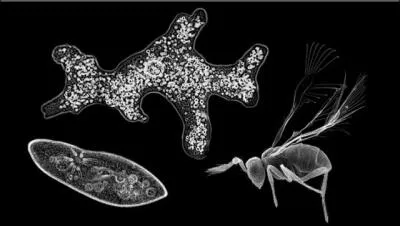 Il existe une varit de gupe ...