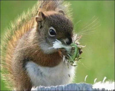 L'cureuil roux d'Europe est communment appel roussette !