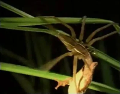 Certaines araigne peuvent ...