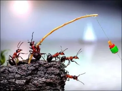 Certaines fourmis utilisent une canne  pche !
