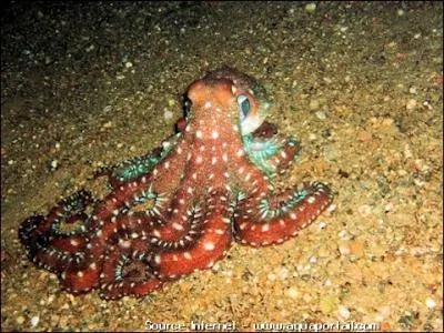 La pieuvre est favorise par la nature, elle possde ...