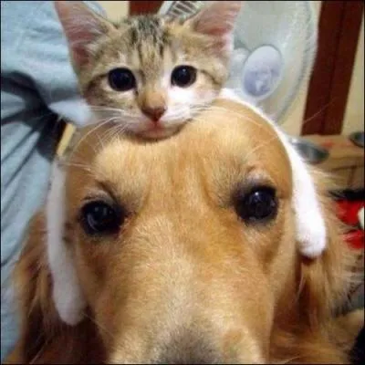 Ce spcialiste des animaux nous dclara : Longue ambassade et long voyage/ Aboutissent  cocuage !