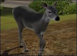 Peut-on adopter une biche ou un cerf ?