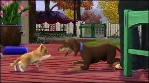 Un chien et un chat peuvent-ils tre amis ?