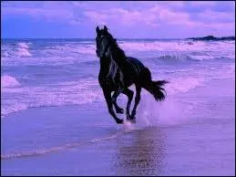 Combien y a-t-il d'animaux sans compter les chevaux ?