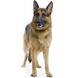 Quiz Races de chiens