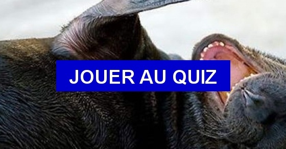 Question vrai ou faux animaux