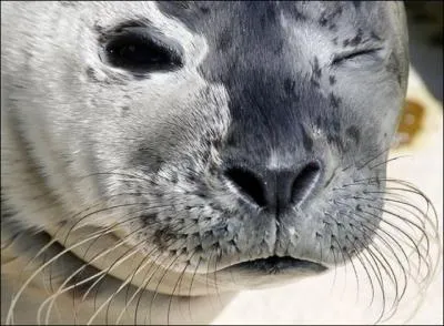 Cet animal appartient  la famille des pinnipdes !