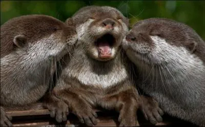 Vous les reconnaissez ? Ce sont des loutres !