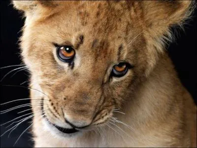 Il y a des lions sauvages en Inde !