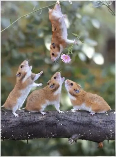 Il y a quatre cobayes sur cette photo !