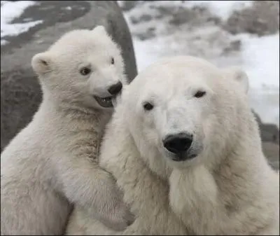 L'ours polaire vit dans l'Arctique !