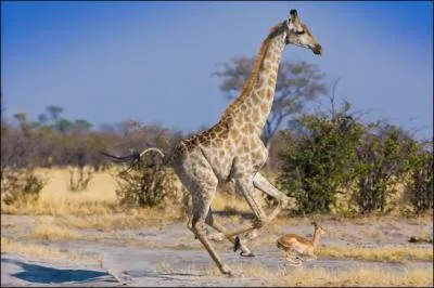 Une girafe peut mesurer jusqu' dix mtres !