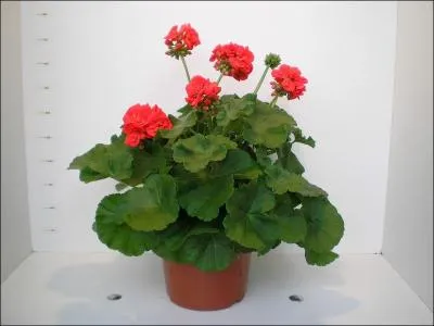 Reconnaissez-vous cette fleur ?