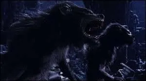 Qui sont des loups-garous ?