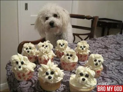 Combien y a-t-il de chiens sur cette photo ?