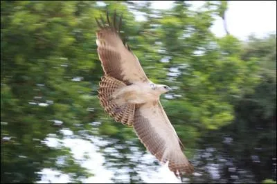 Indice n5 : Son nom de famille pourrait ressembler  un nom d'oiseau. Quel est cet animal ?