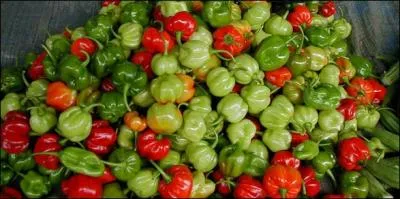 De quoi ne peut pas se passer un Runionnais ?