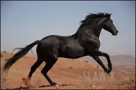 Quelle est donc la race de ce cheval ?