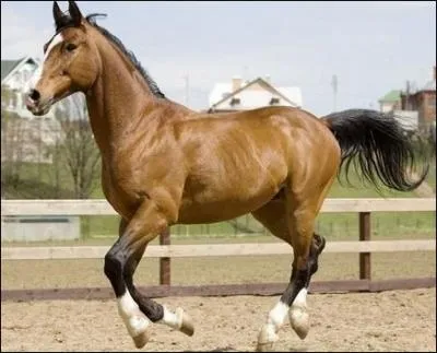 Quelle est la race de ce cheval ?