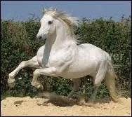 Quelle est sa race ?