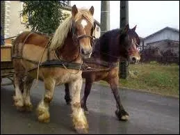 Quelle est la race de ces chevaux ?