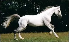 Quelle est la race de ce cheval utilis en endurance, en attelage et en concours complet ?