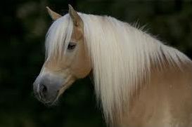 Quiz Poneys