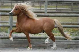 Quel est ce cheval ?