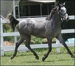 Quel est ce cheval ?