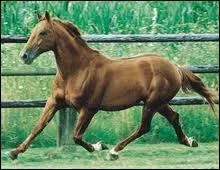 Quel est ce cheval ?