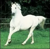 Quel est ce cheval ?