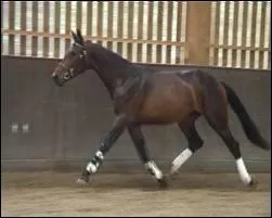 Quel est ce cheval ?