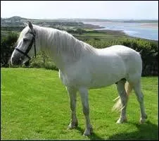 Quel est ce cheval ?