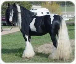 Quel est ce cheval ?