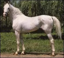 Quel est ce cheval ?