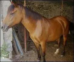 Quel est ce cheval ?