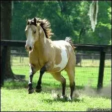 Quel est ce cheval ?