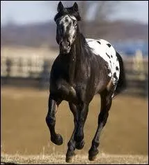 Quel est ce cheval ?