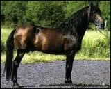 Quel est ce cheval ?