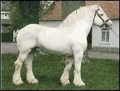 Quel est ce cheval ?