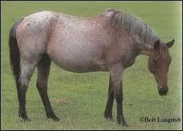 Quel est ce cheval ?