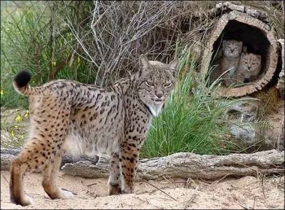 On peut observer le lynx ibrique dans le Jura !
