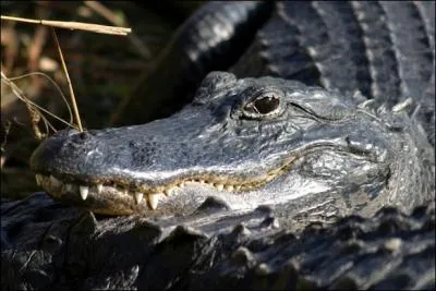 Il existe un alligator vgtarien !