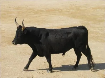 Quelle est la femelle du taureau ?