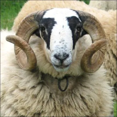 Comment s'appelle la femelle du bouc ?