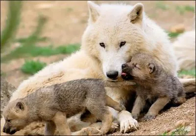 Quel est le mle de la louve ?