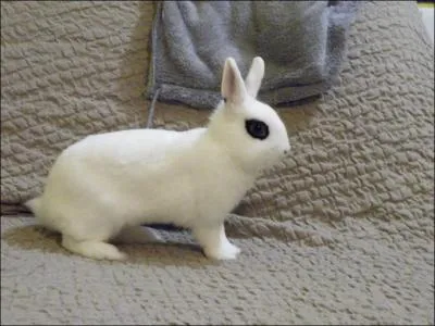 Quelle est la femelle du lapin ?