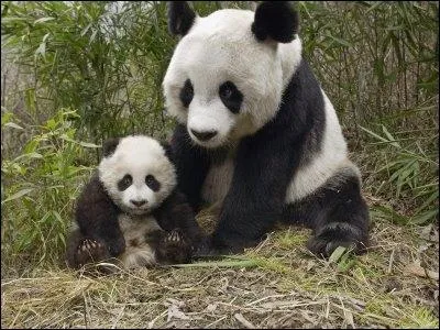 Quelle est la femelle du panda ?